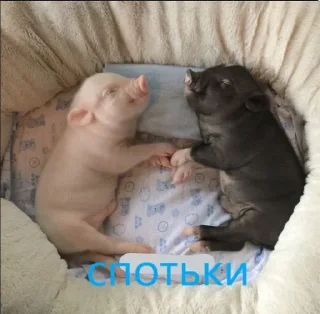 🌟 emoji pig https://t.me/minipiggies Telegram sticker 7 of 21