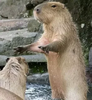 👐 emoji capybara) Telegram sticker 7 of 48