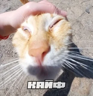 Sticker from шось by @shpthfu