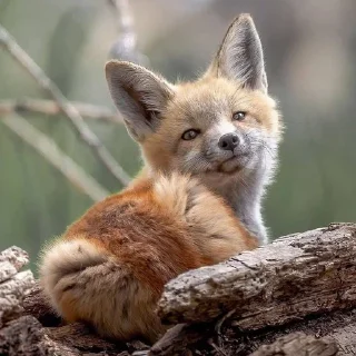 😌 emoji ⋆｡⋆˚🦊Лисички🦊˚⋆｡⋆ Telegram sticker 12 of 31
