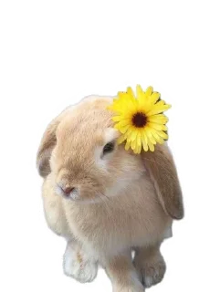 🌼 emoji ⺡🥬 ྃ@wood1ly ‘🍵 ྄ᯇ ࿔ Telegram sticker 16 of 43