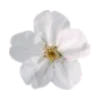 🌸 emoji Flower :: @its_jisoo_kim Telegram sticker 23 of 25