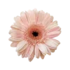 🌼 emoji Flower :: @its_jisoo_kim Telegram sticker 7 of 25