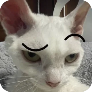 🐱 emoji Пр пр Telegram sticker 16 of 44