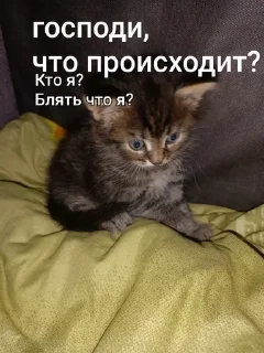 Sticker from мурка и пух