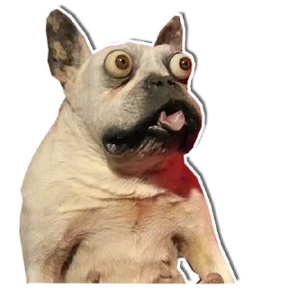 😳 emoji Упоротый пёс Telegram sticker 5 of 40