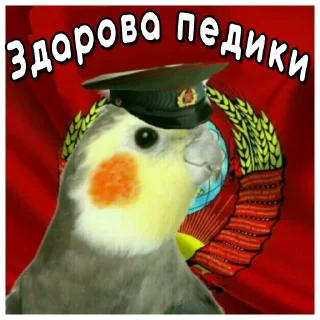 Sticker from Флекс папуги