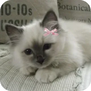 ☺ emoji Кітик Telegram sticker 22 of 62