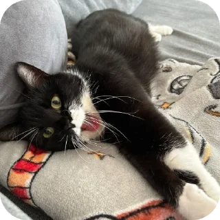 ❤ emoji Кітик Telegram sticker 7 of 62