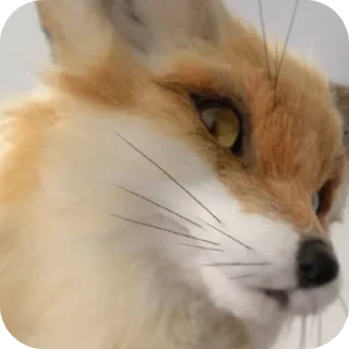 🐱 emoji 🦊 ( @Izuku_Midoriya15_07 ) Telegram sticker 18 of 120