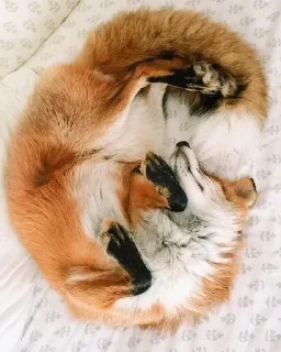 🌟 emoji foxfull_LiS Telegram sticker 23 of 64