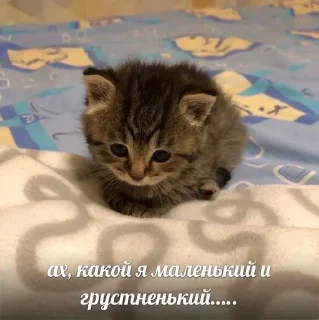 🥲 emoji котеки Telegram sticker 21 of 59