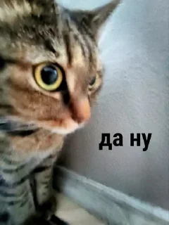 🌟 emoji моикотики<3 Telegram sticker 17 of 61