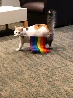 🏳‍🌈 emoji Котики Telegram sticker 10 of 106