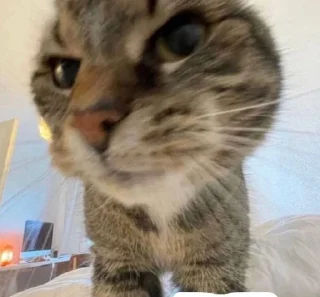 🌟 emoji добрые котики Telegram sticker 21 of 120