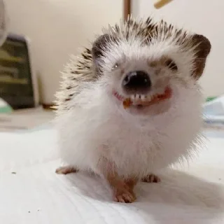 🌟 emoji Бибизянки и ёжики Telegram sticker 20 of 31