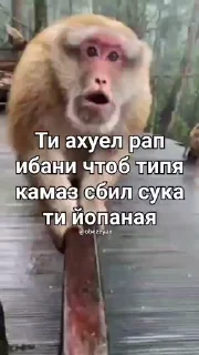 🤩 emoji Бибизянки Сигмы и Фогло Telegram sticker 23 of 81