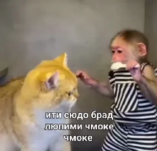 🤩 emoji Бибизянки Сигмы и Фогло Telegram sticker 22 of 81