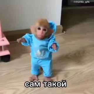 🤩 emoji Бибизянки Сигмы и Фогло Telegram sticker 8 of 81