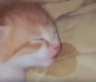 Sticker from Catsmemes