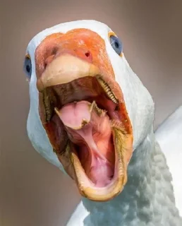 🐥 emoji duuuuucks Telegram sticker 6 of 78