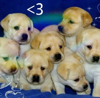 💗 emoji Dog_ToP🐶 Telegram sticker 3 of 33