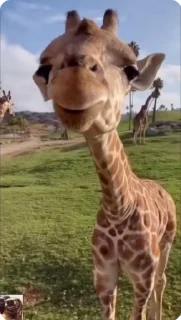🌟 emoji жирафики🦒 Telegram sticker 16 of 28