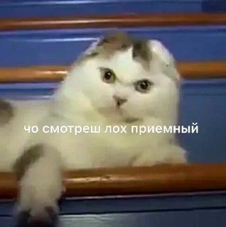 🌟 emoji дурка 😋 Telegram sticker 9 of 40