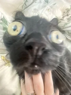 😳 emoji лупоглазик Telegram sticker 7 of 19