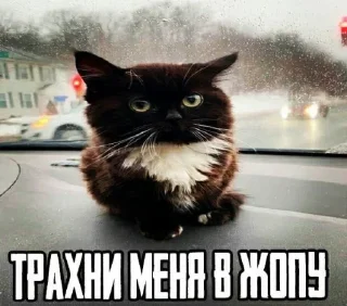 Sticker from чмоня