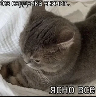 😁 emoji Котики Telegram sticker 3 of 120