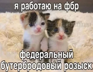 🌟 emoji Котики Telegram sticker 10 of 120