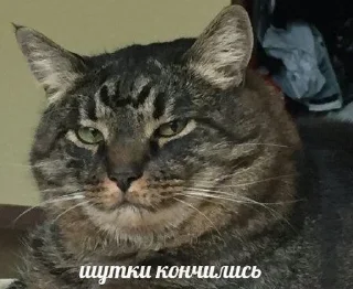 😾 emoji котики милашки Telegram sticker 16 of 93