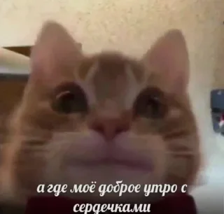 😍 emoji Котики Telegram sticker 4 of 120