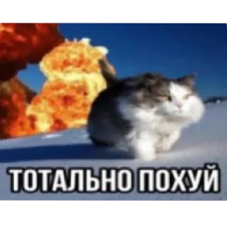 🐱 emoji Я КОНЧЕНЫЙ БЕГИТЕ Telegram sticker 11 of 120