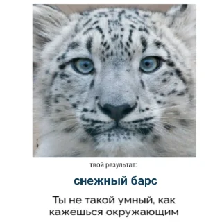 🐆 emoji тупойв бурс фан рарити Telegram sticker 7 of 60