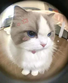 Sticker from Cute Kitties