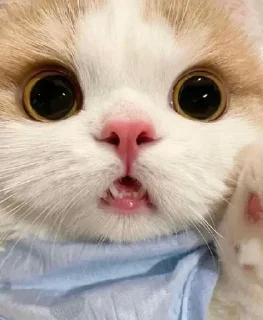 🤯 emoji Cute Kitties Telegram sticker 19 of 45