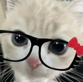 😎 emoji Cute Kitties Telegram sticker 6 of 45