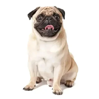 🤩 emoji Мопсики @Typ6o_mashynki Telegram sticker 13 of 78
