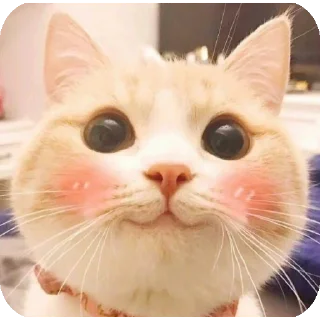 🐱 emoji Хуита Telegram sticker 22 of 43