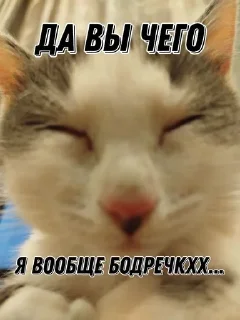 🥴 emoji Котёнки 2 @korolpupsikov @Popandopulus2008 Telegram sticker 20 of 94