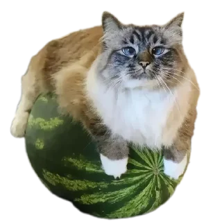 🍉 emoji Котёнки 2 @korolpupsikov @Popandopulus2008 Telegram sticker 10 of 94