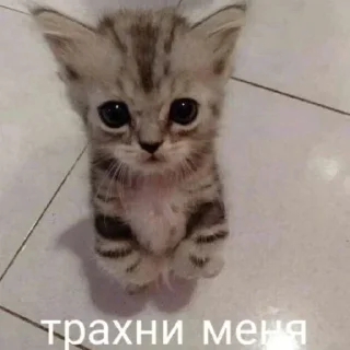🥰 emoji БОЛЬШЕ ⇨ @FULLSITION Telegram sticker 24 of 92