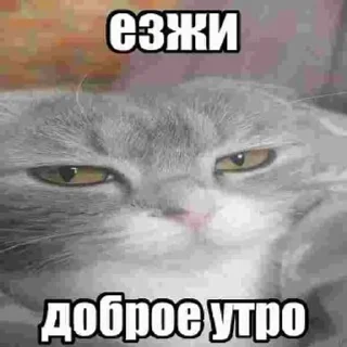 🌟 emoji Кабан Telegram sticker 7 of 43