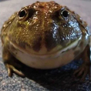 🐸 emoji I worship frogs Telegram sticker 12 of 68
