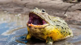 🐸 emoji I worship frogs Telegram sticker 11 of 68