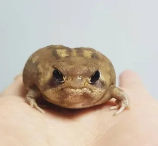 🐸 emoji I worship frogs Telegram sticker 21 of 68