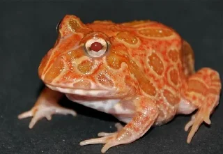 🐸 emoji I worship frogs Telegram sticker 8 of 68