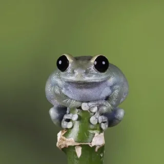 🐸 emoji I worship frogs Telegram sticker 22 of 68